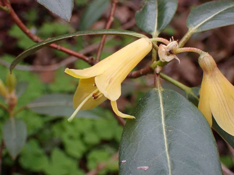 R. cinnabarinum gul. Foto: Stefan Salamonsson